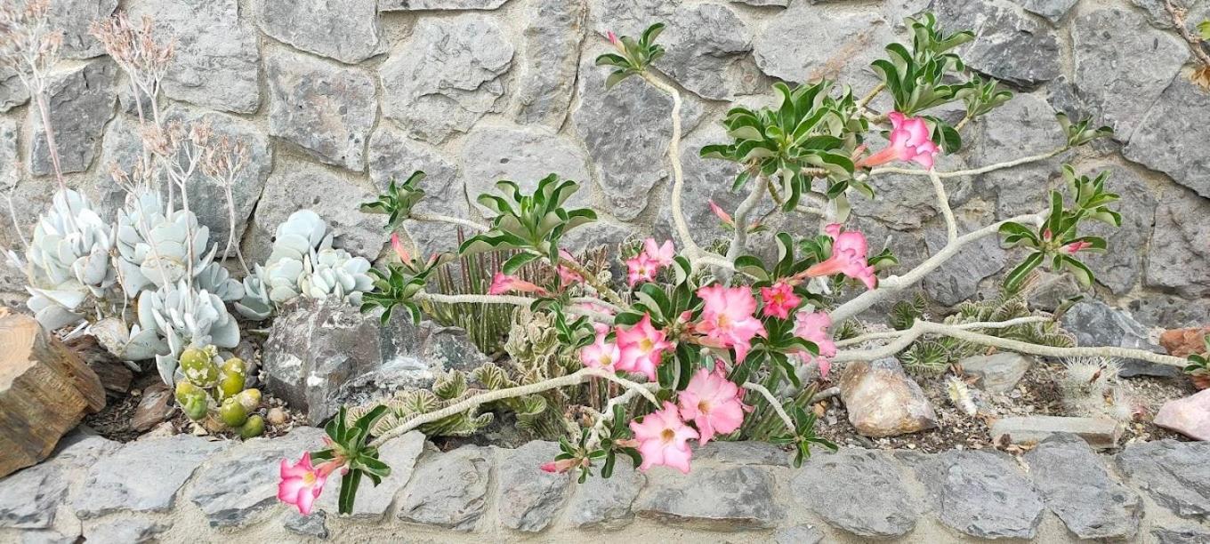 3 Aloes Guesthouse Uis Dış mekan fotoğraf